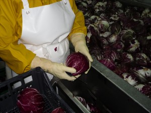 lavorazione radicchio 2