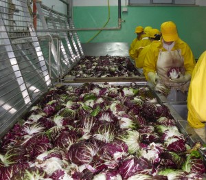 lavorazione radicchio